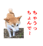 柴犬の阿波弁2（個別スタンプ：11）