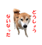 柴犬の阿波弁2（個別スタンプ：13）