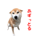 柴犬の阿波弁2（個別スタンプ：19）