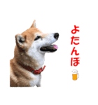 柴犬の阿波弁2（個別スタンプ：22）