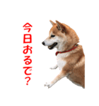 柴犬の阿波弁2（個別スタンプ：23）