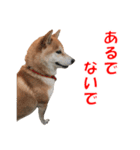 柴犬の阿波弁2（個別スタンプ：24）