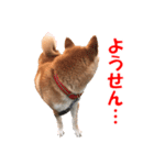 柴犬の阿波弁2（個別スタンプ：28）