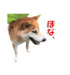 柴犬の阿波弁2（個別スタンプ：30）