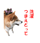 柴犬の阿波弁2（個別スタンプ：31）