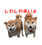 柴犬の阿波弁2（個別スタンプ：32）