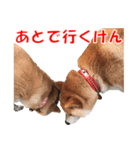 柴犬の阿波弁2（個別スタンプ：33）