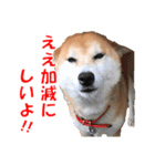 柴犬の阿波弁2（個別スタンプ：34）