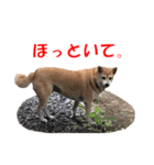 柴犬の阿波弁2（個別スタンプ：35）