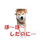 柴犬の阿波弁2（個別スタンプ：36）