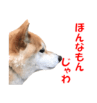 柴犬の阿波弁2（個別スタンプ：37）