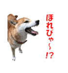 柴犬の阿波弁2（個別スタンプ：40）