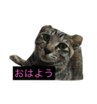 にぃちゃんスタンプ（個別スタンプ：1）