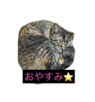 にぃちゃんスタンプ（個別スタンプ：2）