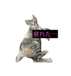 にぃちゃんスタンプ（個別スタンプ：3）