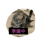 にぃちゃんスタンプ（個別スタンプ：4）