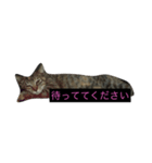 にぃちゃんスタンプ（個別スタンプ：5）