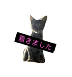 にぃちゃんスタンプ（個別スタンプ：6）