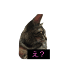 にぃちゃんスタンプ（個別スタンプ：7）
