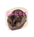 はむ吉くん（個別スタンプ：1）