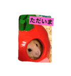 はむ吉くん（個別スタンプ：3）