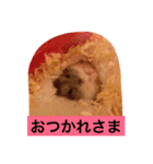 はむ吉くん（個別スタンプ：4）