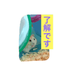 はむ吉くん（個別スタンプ：5）