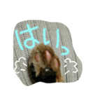 可愛いにゃんこ写真スタンプ（個別スタンプ：3）