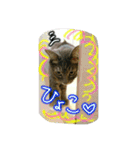 可愛いにゃんこ写真スタンプ（個別スタンプ：6）