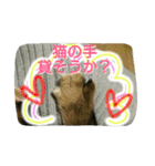 可愛いにゃんこ写真スタンプ（個別スタンプ：7）