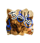 可愛いにゃんこ写真スタンプ（個別スタンプ：9）