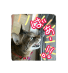 可愛いにゃんこ写真スタンプ（個別スタンプ：10）