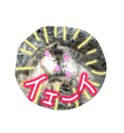 可愛いにゃんこ写真スタンプ（個別スタンプ：12）