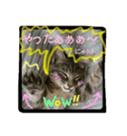 可愛いにゃんこ写真スタンプ（個別スタンプ：13）