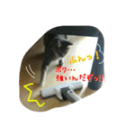 可愛いにゃんこ写真スタンプ（個別スタンプ：16）