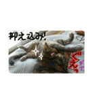 可愛いにゃんこ写真スタンプ（個別スタンプ：22）