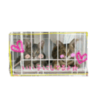 可愛いにゃんこ写真スタンプ（個別スタンプ：23）