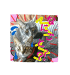 可愛いにゃんこ写真スタンプ（個別スタンプ：24）