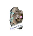 可愛いにゃんこ写真スタンプ（個別スタンプ：26）
