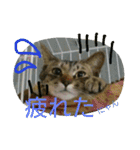 可愛いにゃんこ写真スタンプ（個別スタンプ：31）