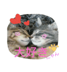 可愛いにゃんこ写真スタンプ（個別スタンプ：33）