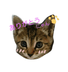 可愛いにゃんこ写真スタンプ（個別スタンプ：34）