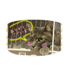 可愛いにゃんこ写真スタンプ（個別スタンプ：37）