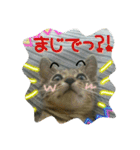 可愛いにゃんこ写真スタンプ（個別スタンプ：38）