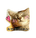可愛いにゃんこ写真スタンプ（個別スタンプ：40）