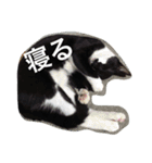 オセロはねこ（個別スタンプ：1）