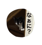オセロはねこ（個別スタンプ：2）