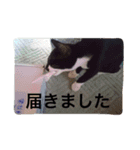オセロはねこ（個別スタンプ：3）