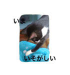 オセロはねこ（個別スタンプ：4）