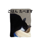 オセロはねこ（個別スタンプ：5）